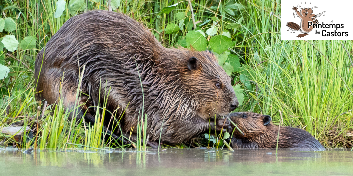 Printemps des Castors 2026